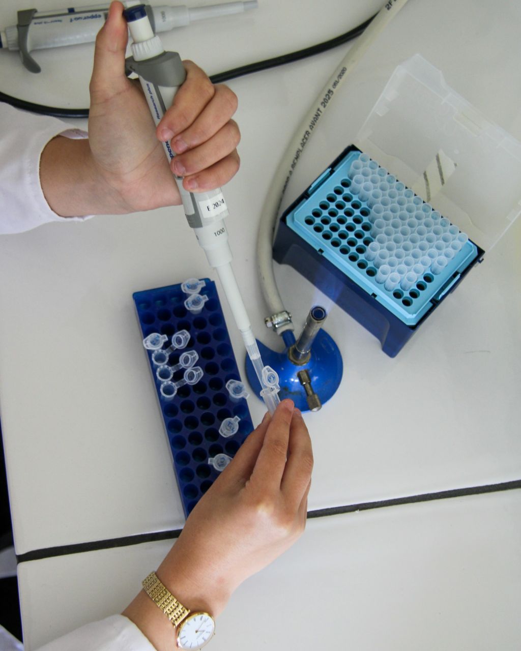 Micropipette dispensing into microtubes on a laboratory bench